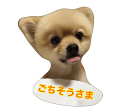 pomeranian shin-chan3 sticker #14513846