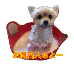 pomeranian shin-chan3 sticker #14513847