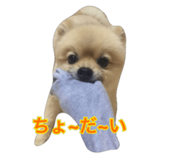 pomeranian shin-chan3 sticker #14513848
