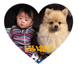 pomeranian shin-chan3 sticker #14513850