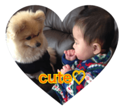pomeranian shin-chan3 sticker #14513851