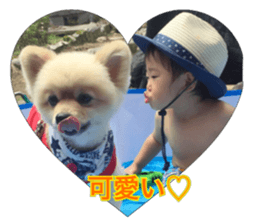 pomeranian shin-chan3 sticker #14513852