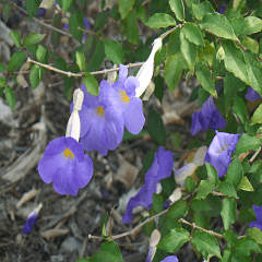 The beauty of the field