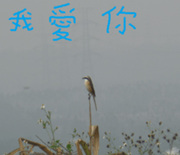 The beauty of the field sticker #14514837