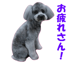 I am a toy poodle's YELL! sticker #14516230