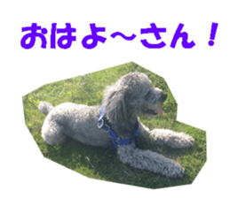 I am a toy poodle's YELL! sticker #14516231