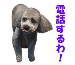 I am a toy poodle's YELL! sticker #14516234