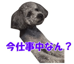 I am a toy poodle's YELL! sticker #14516235