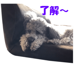 I am a toy poodle's YELL! sticker #14516236