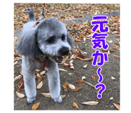 I am a toy poodle's YELL! sticker #14516237