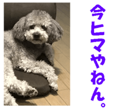 I am a toy poodle's YELL! sticker #14516238