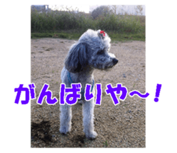 I am a toy poodle's YELL! sticker #14516239