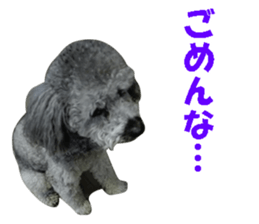 I am a toy poodle's YELL! sticker #14516240