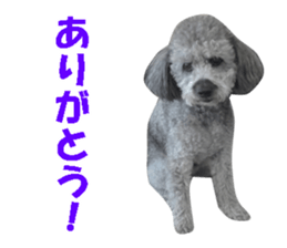 I am a toy poodle's YELL! sticker #14516241