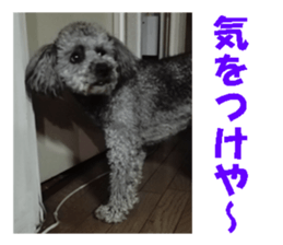 I am a toy poodle's YELL! sticker #14516243