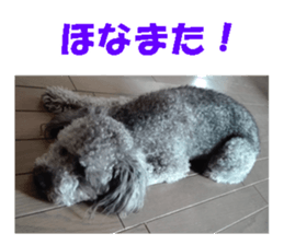 I am a toy poodle's YELL! sticker #14516244