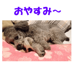 I am a toy poodle's YELL! sticker #14516245