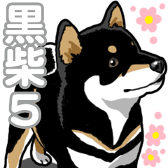 Daily Black Shiba Inu 5