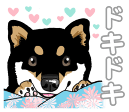 Daily Black Shiba Inu 5 sticker #14517070