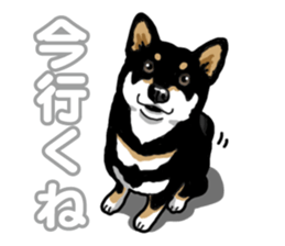 Daily Black Shiba Inu 5 sticker #14517072