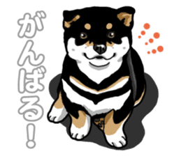 Daily Black Shiba Inu 5 sticker #14517074