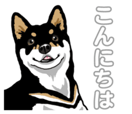 Daily Black Shiba Inu 5 sticker #14517076
