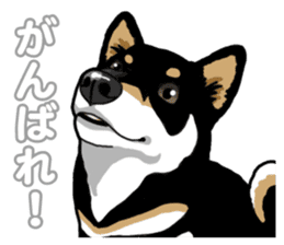 Daily Black Shiba Inu 5 sticker #14517079