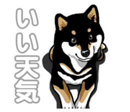 Daily Black Shiba Inu 5 sticker #14517094