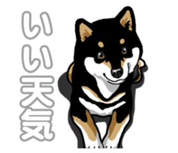 Daily Black Shiba Inu 5 sticker #14517094