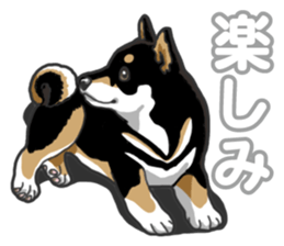 Daily Black Shiba Inu 5 sticker #14517095