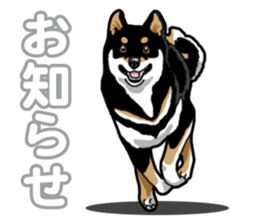 Daily Black Shiba Inu 5 sticker #14517098