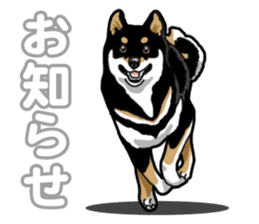 Daily Black Shiba Inu 5 sticker #14517098