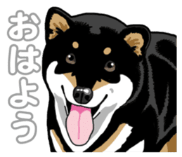 Daily Black Shiba Inu 5 sticker #14517100