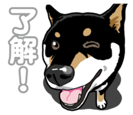 Daily Black Shiba Inu 5 sticker #14517101