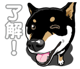 Daily Black Shiba Inu 5 sticker #14517101
