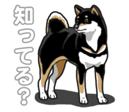 Daily Black Shiba Inu 5 sticker #14517104
