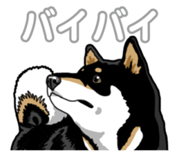 Daily Black Shiba Inu 5 sticker #14517107