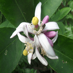 Cheng home of the United States