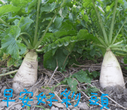 Cheng home of the United States sticker #14518550