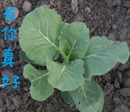 Cheng home of the United States sticker #14518551