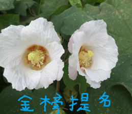 Cheng home of the United States sticker #14518554