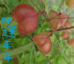 Cheng home of the United States sticker #14518556