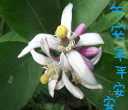 Cheng home of the United States sticker #14518557