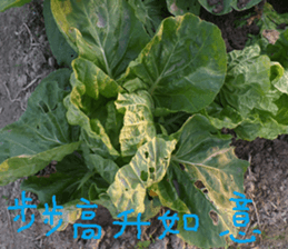 The beauty of Joan Garden sticker #14518895