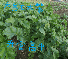 The beauty of Joan Garden sticker #14518896