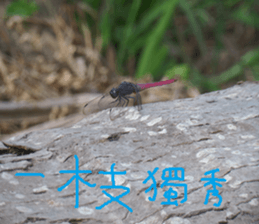 The beauty of Joan Garden sticker #14518898