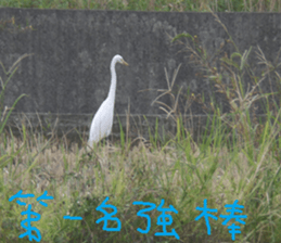 The beauty of Joan Garden sticker #14518899