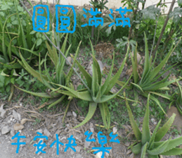 The beauty of Joan Garden sticker #14518901