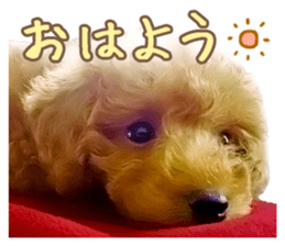 Cute dog Kotaro-chan sticker #14519054