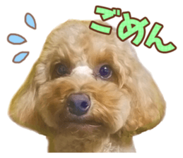 Cute dog Kotaro-chan sticker #14519056